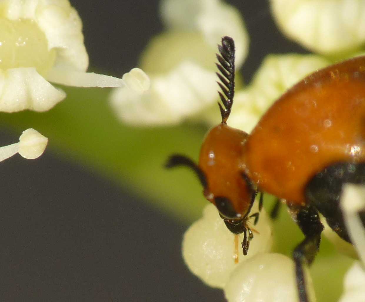 Mordellidae? No, Rhipiphoridae!!!